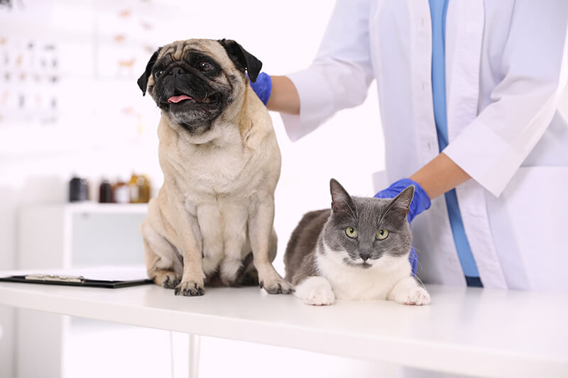 a dog and a cat is being taken cared of by an expert veterinarian